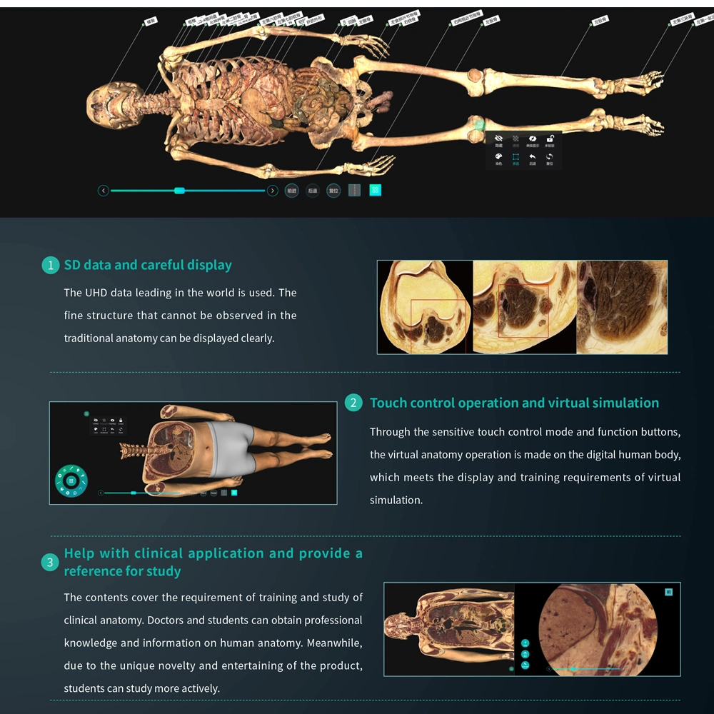 3D Human Body High-Resolution Virtual Anatomy Digihuman Virtual Dissection Table