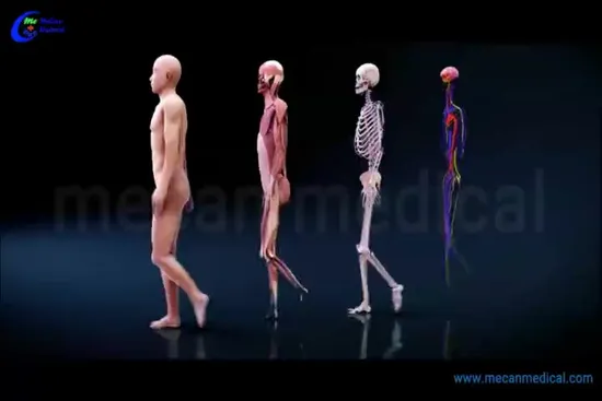 Virtueller 3D-Autopsietisch/Anatomie, Anatomie-Lehrsystem für Schule und Universität